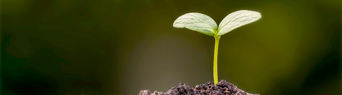 Building Your Roadmap For Success (Phase 1): Creating a Vision of your Future with Clarity